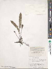 Austroblechnum penna-marina image