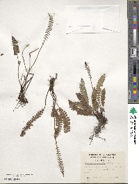 Austroblechnum penna-marina image