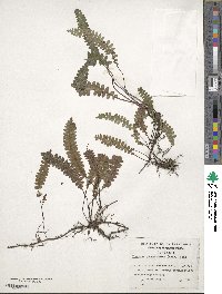 Austroblechnum penna-marina image