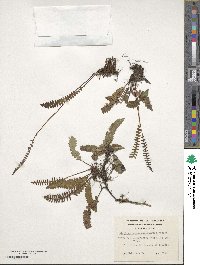 Austroblechnum penna-marina image