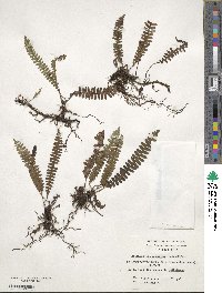 Austroblechnum penna-marina image