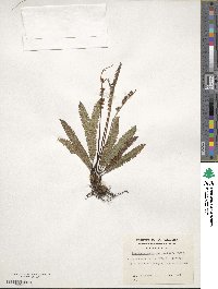 Austroblechnum penna-marina image