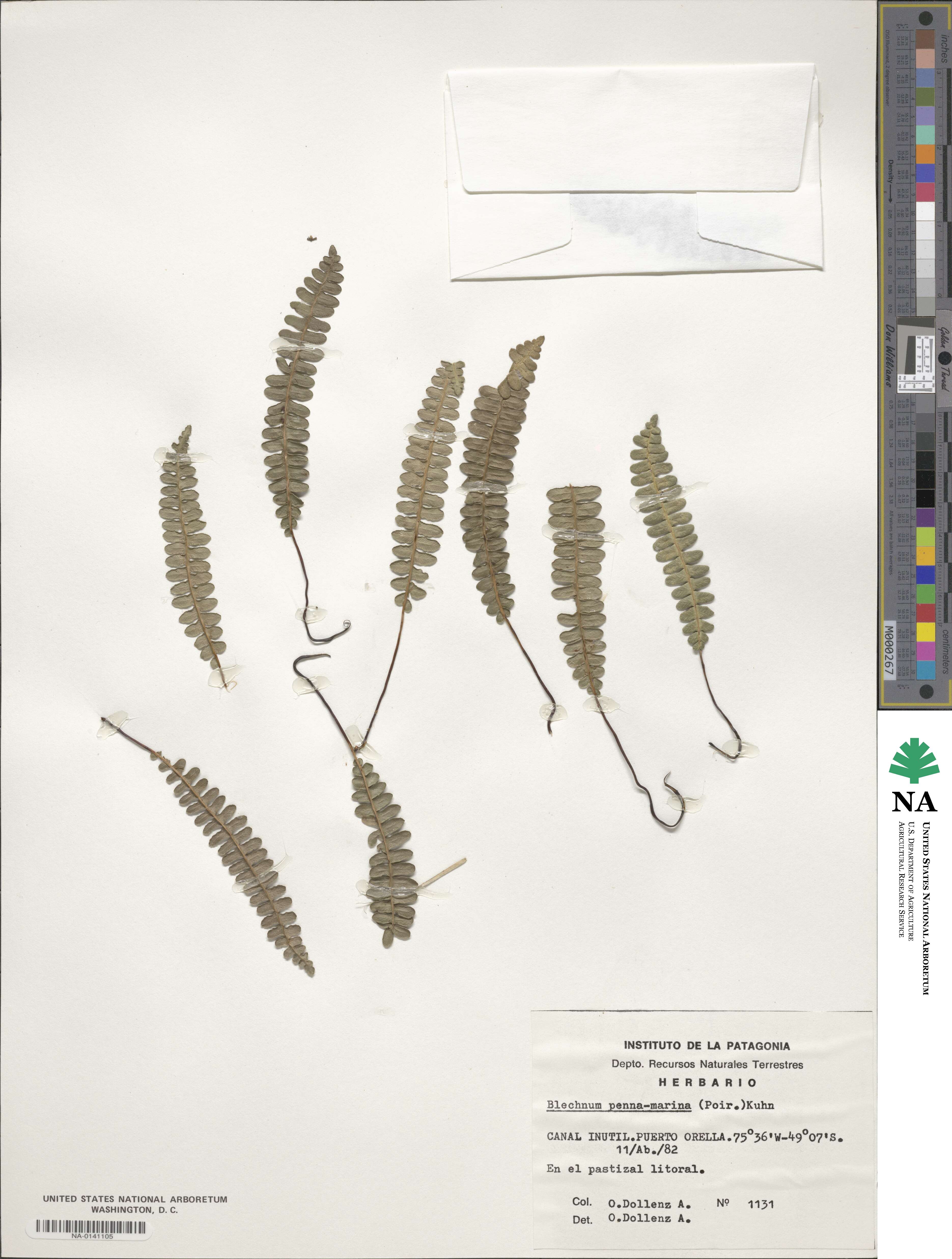 Austroblechnum penna-marina image