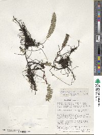 Austroblechnum penna-marina image