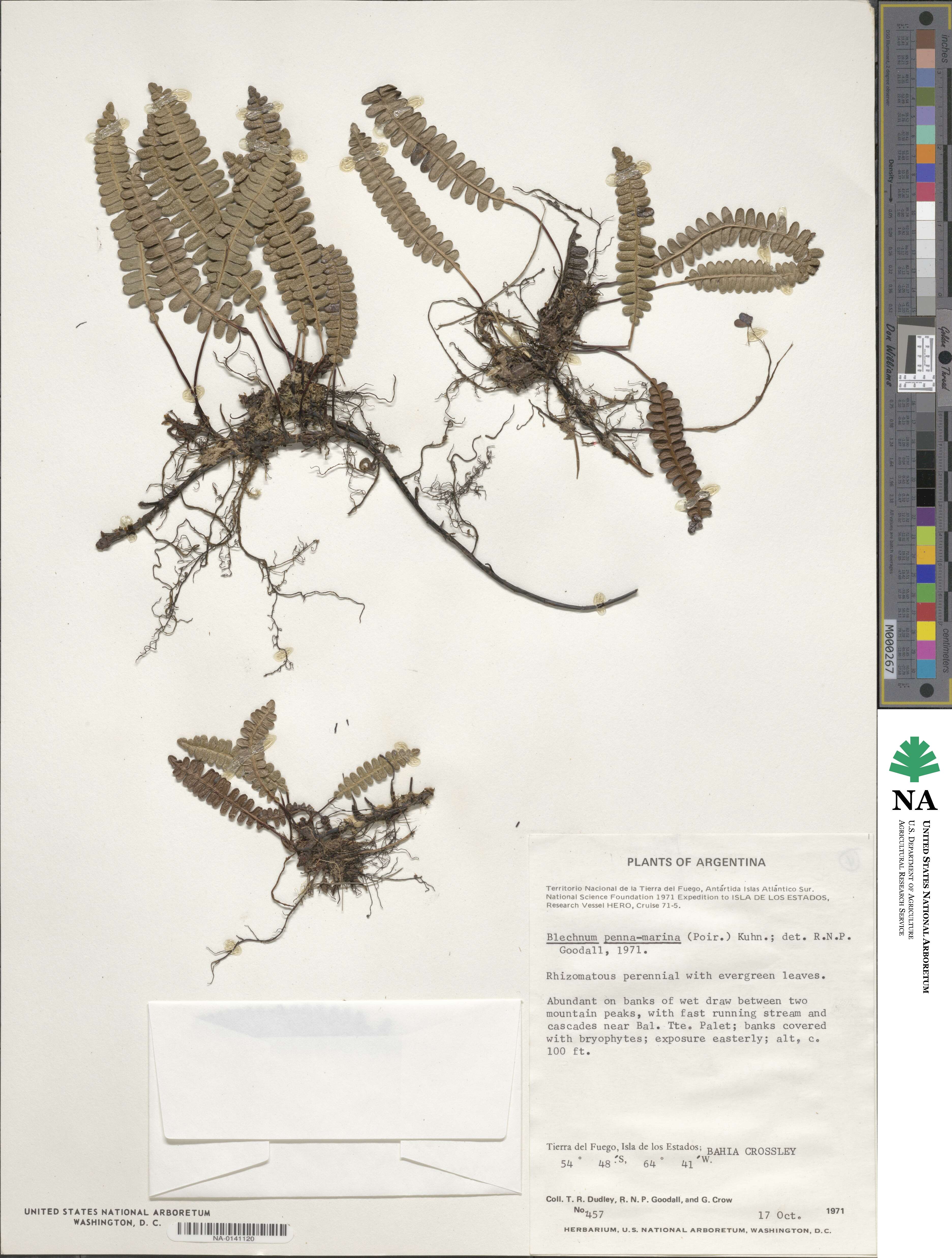 Austroblechnum penna-marina image