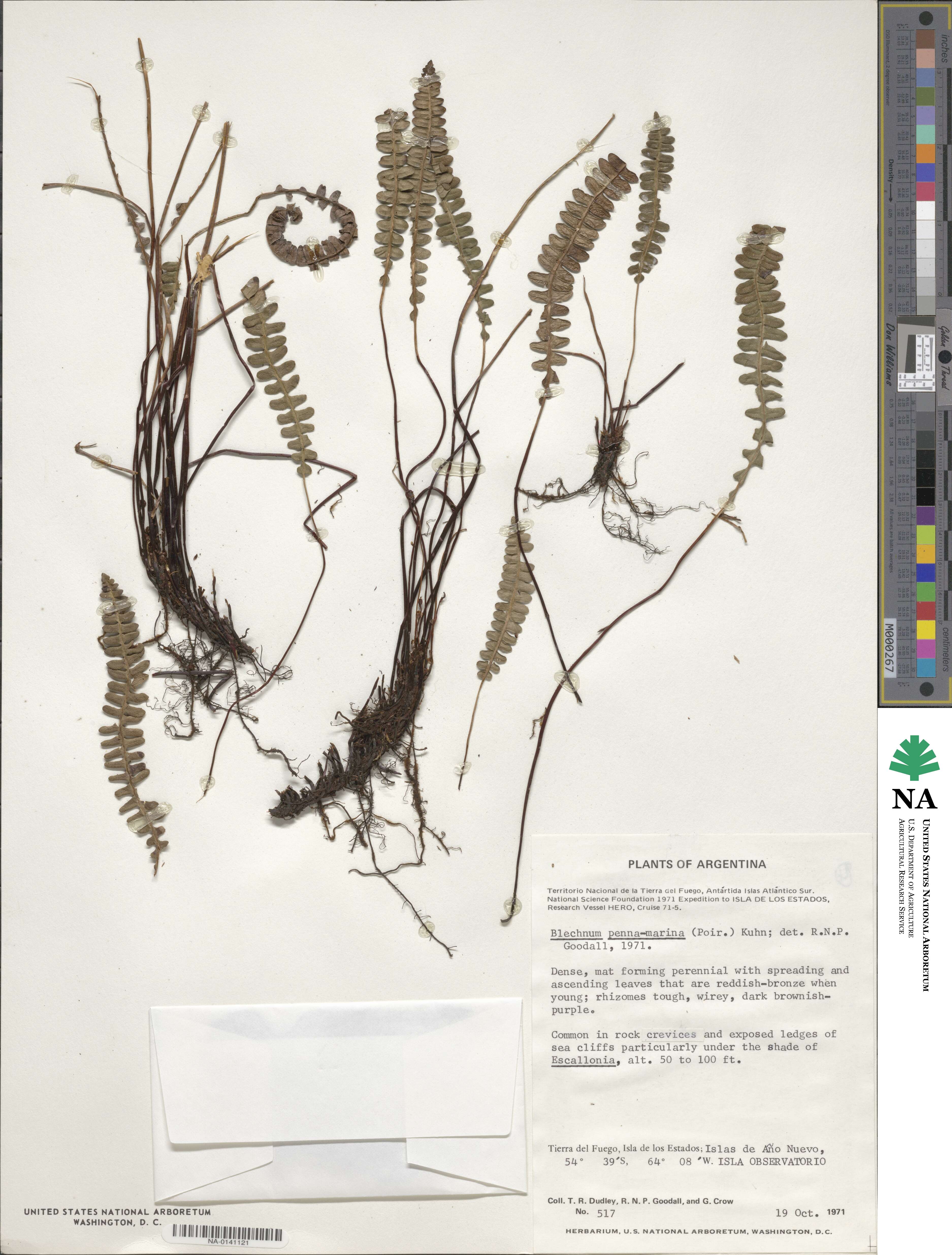 Austroblechnum penna-marina subsp. penna-marina image