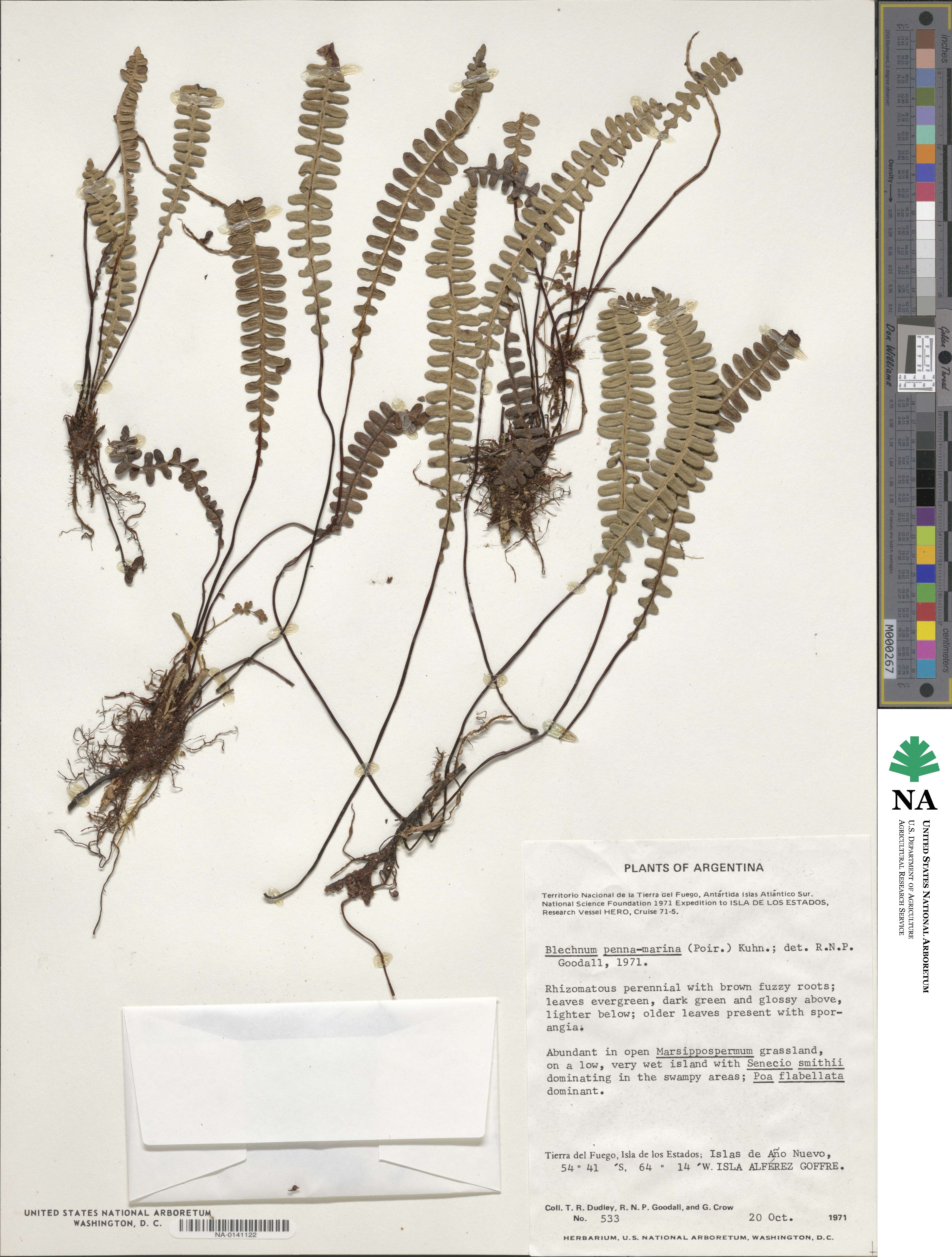 Austroblechnum penna-marina subsp. penna-marina image