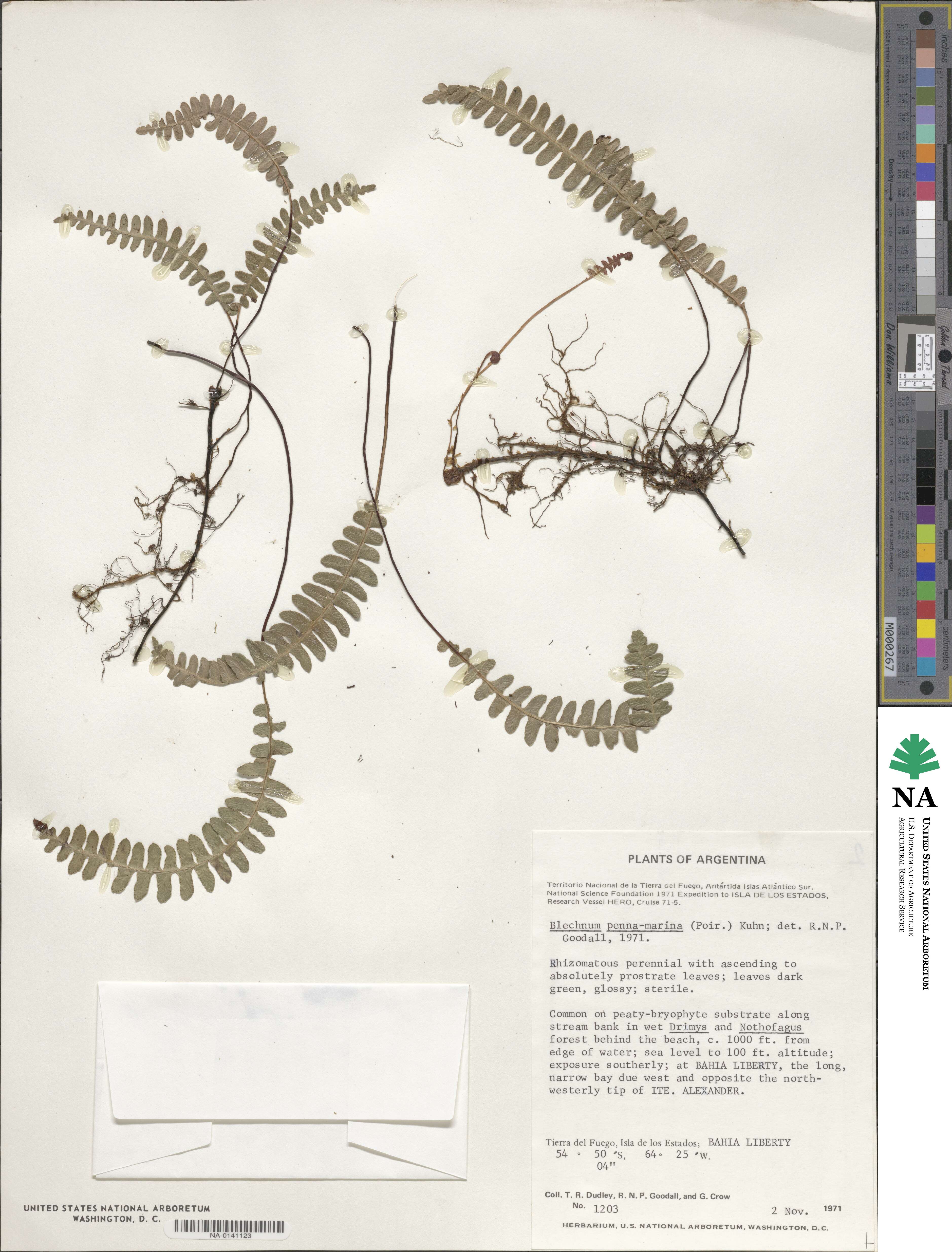 Austroblechnum image