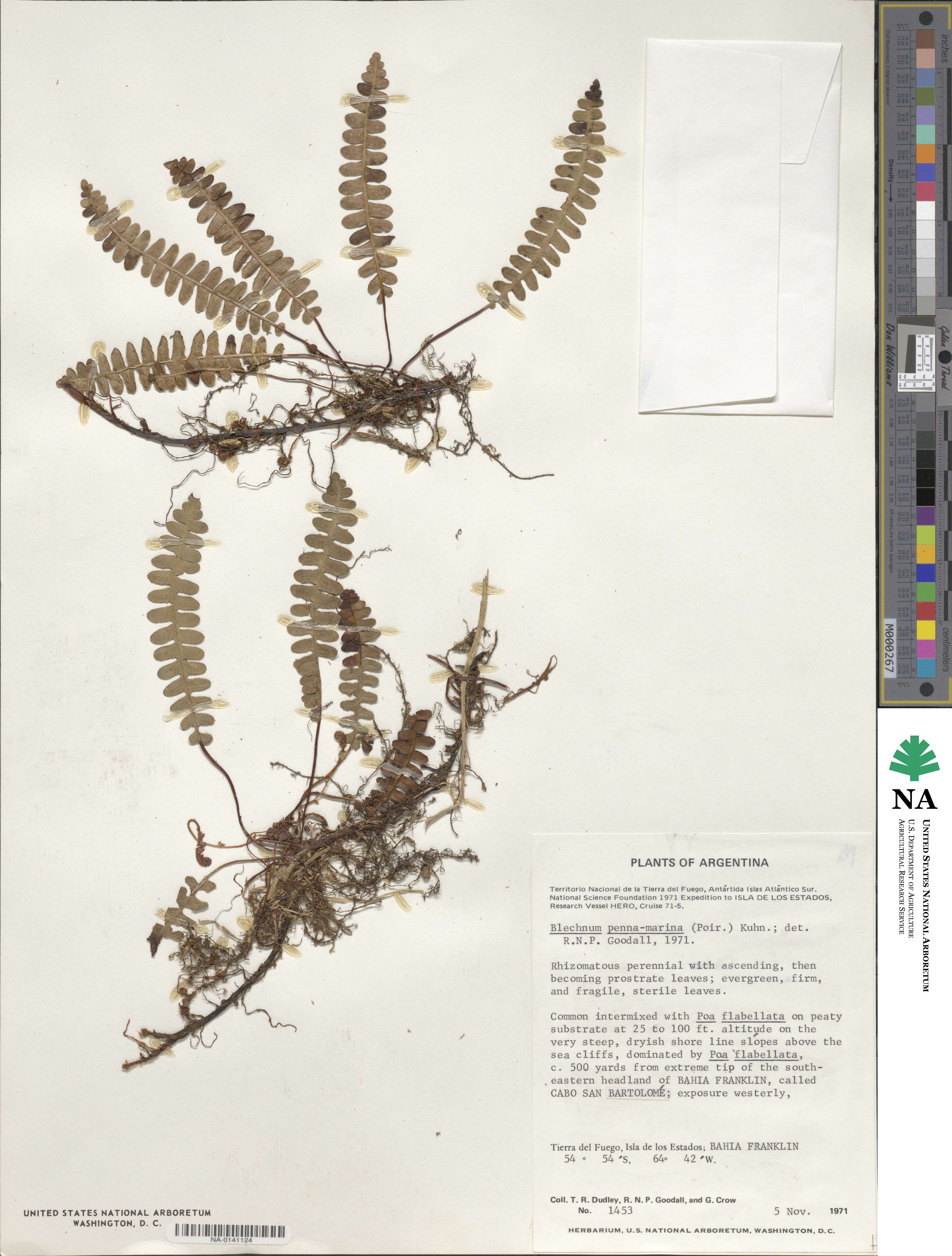 Austroblechnum penna-marina subsp. penna-marina image