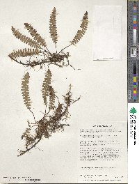 Austroblechnum penna-marina image