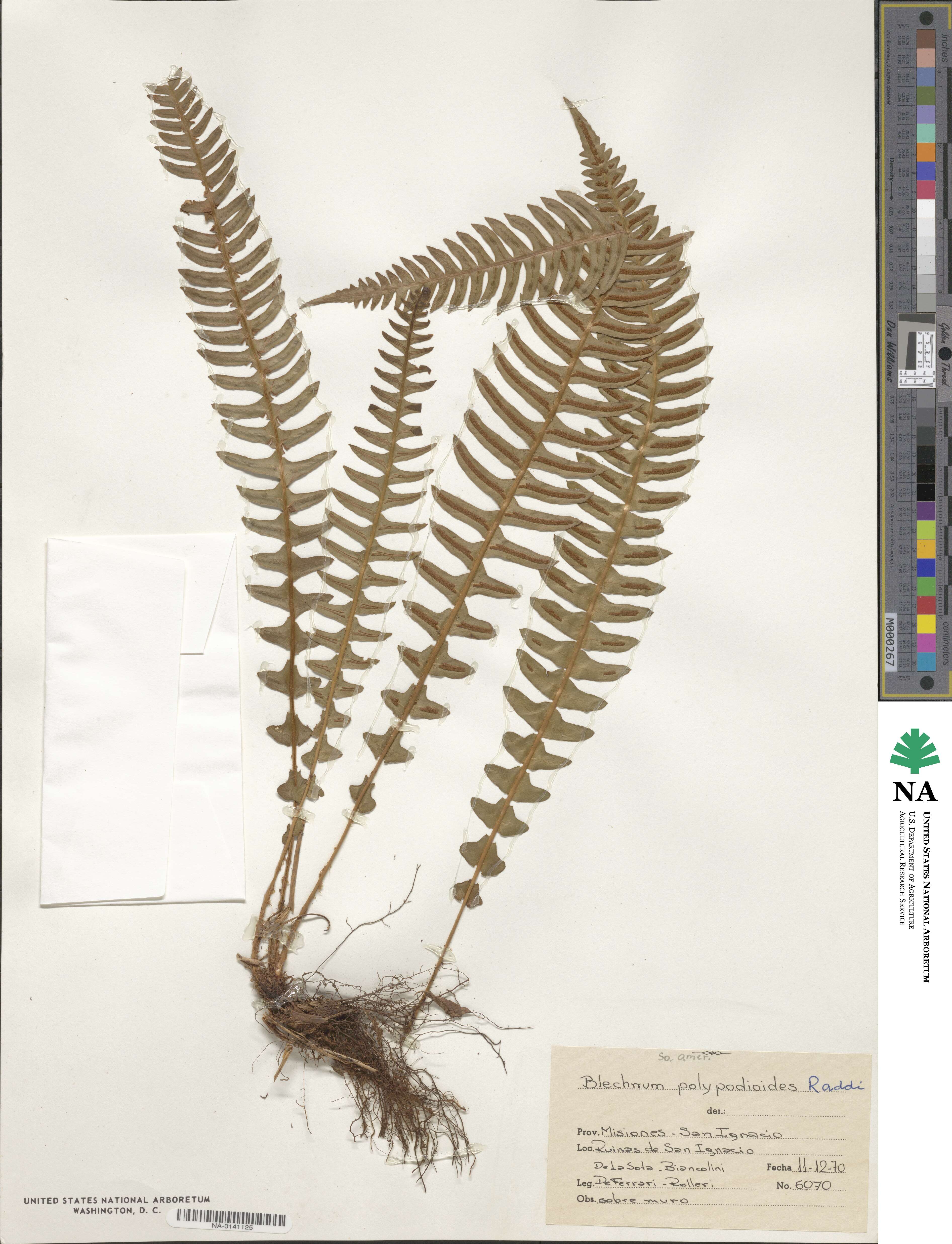 Blechnum image