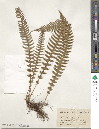 Blechnum polypodioides image