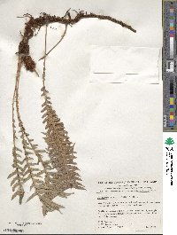 Image of Lomaridium schottii