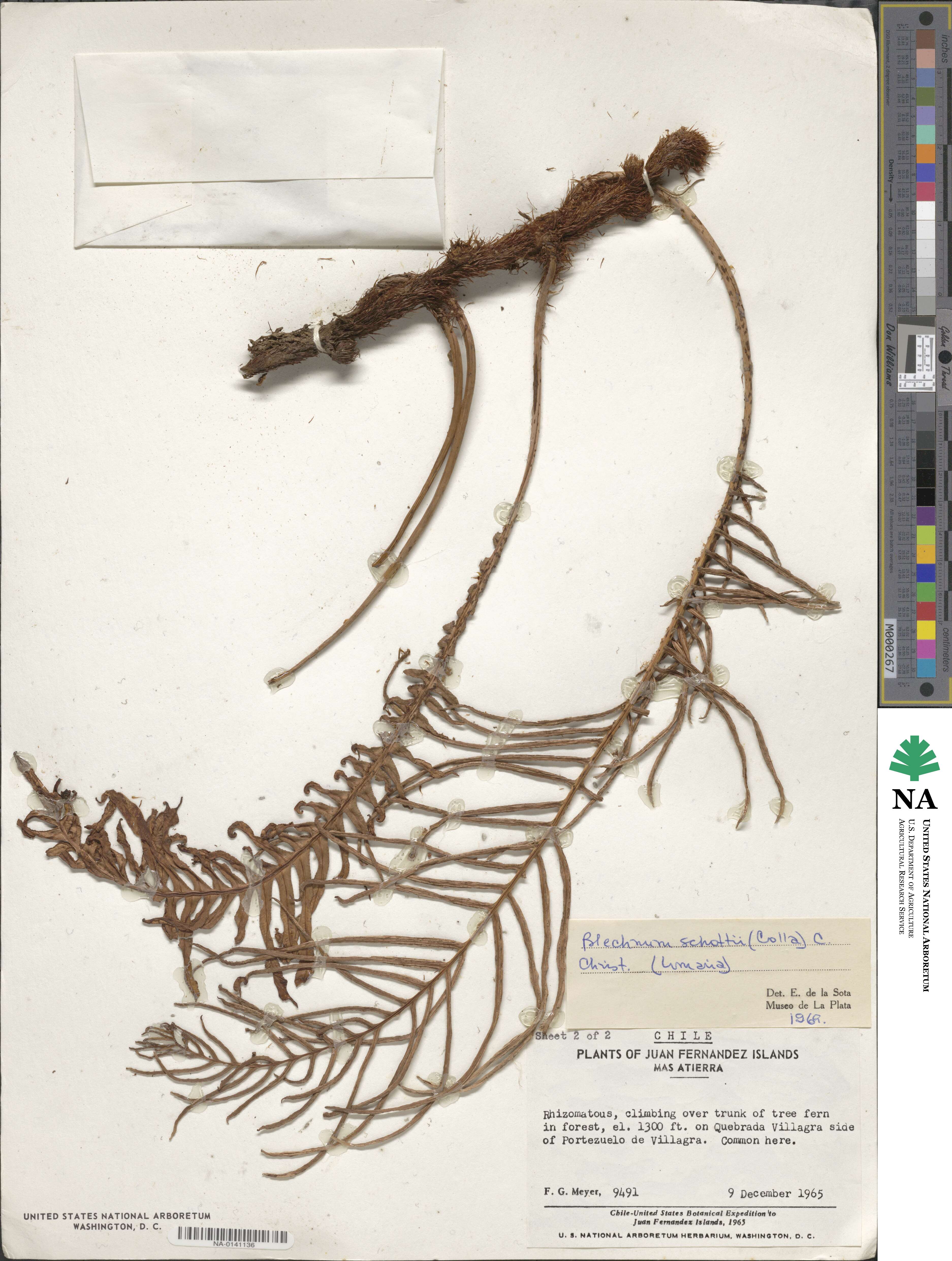 Lomaridium schottii image