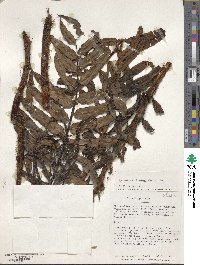 Blechnum striatum image