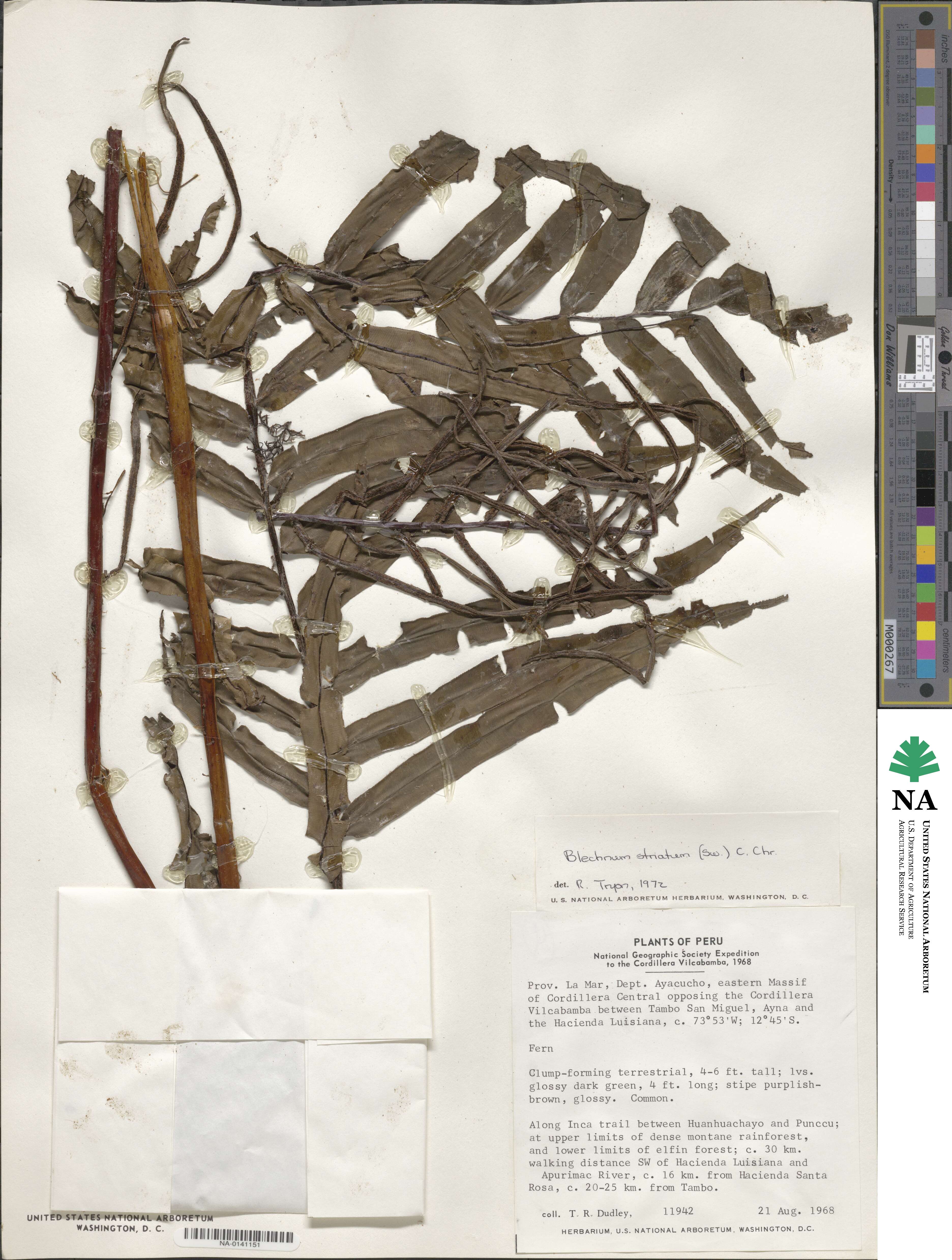 Blechnum striatum image