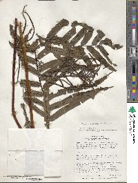 Blechnum striatum image