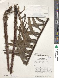 Blechnum striatum image