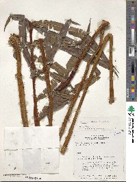 Blechnum striatum image