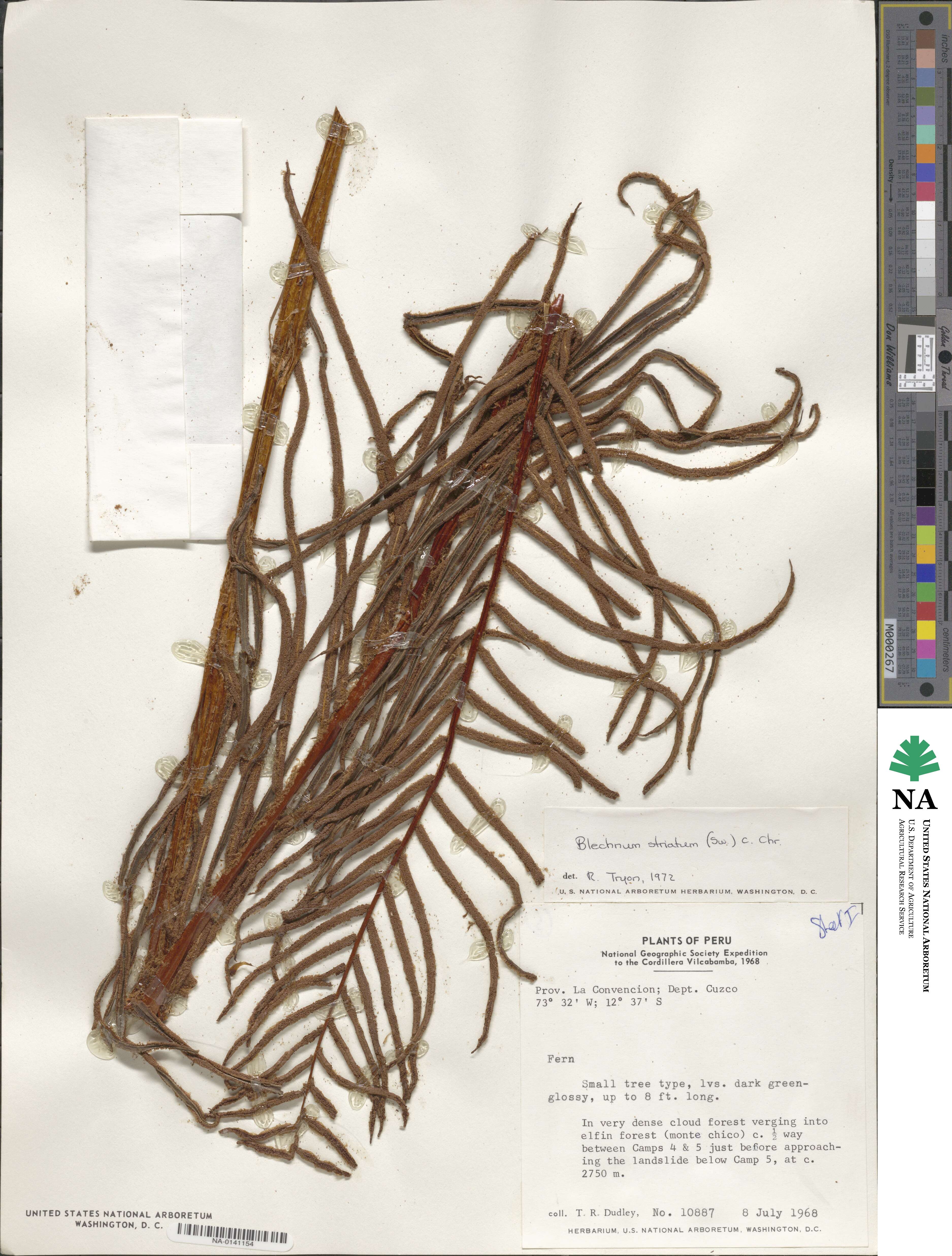 Blechnum striatum image