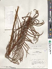 Blechnum striatum image