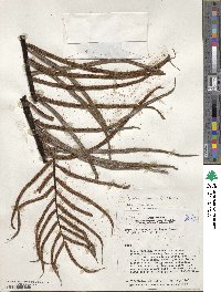 Blechnum striatum image