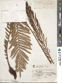 Lomariocycas tabularis image