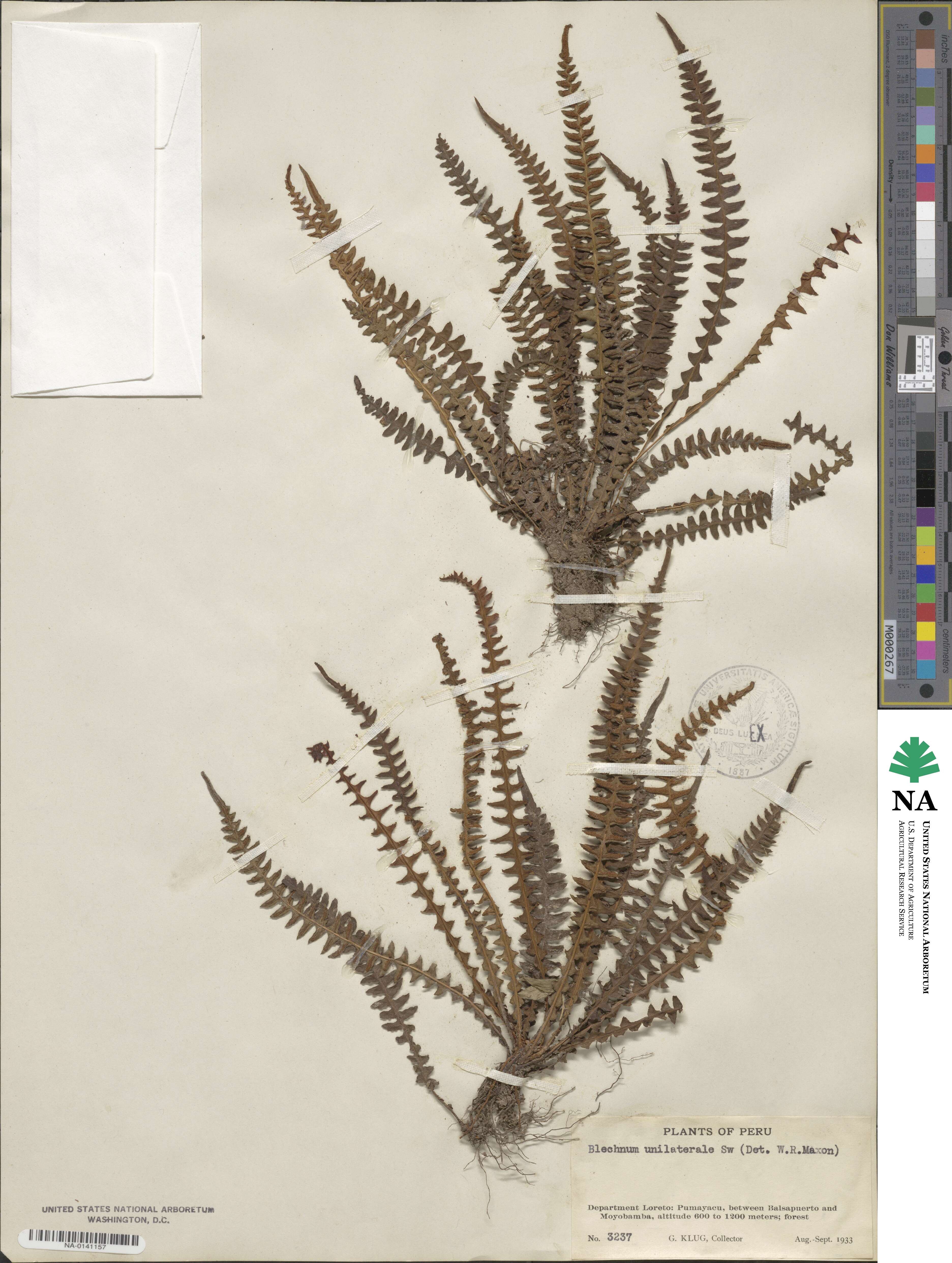 Blechnum polypodioides image