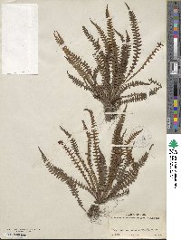 Blechnum polypodioides image