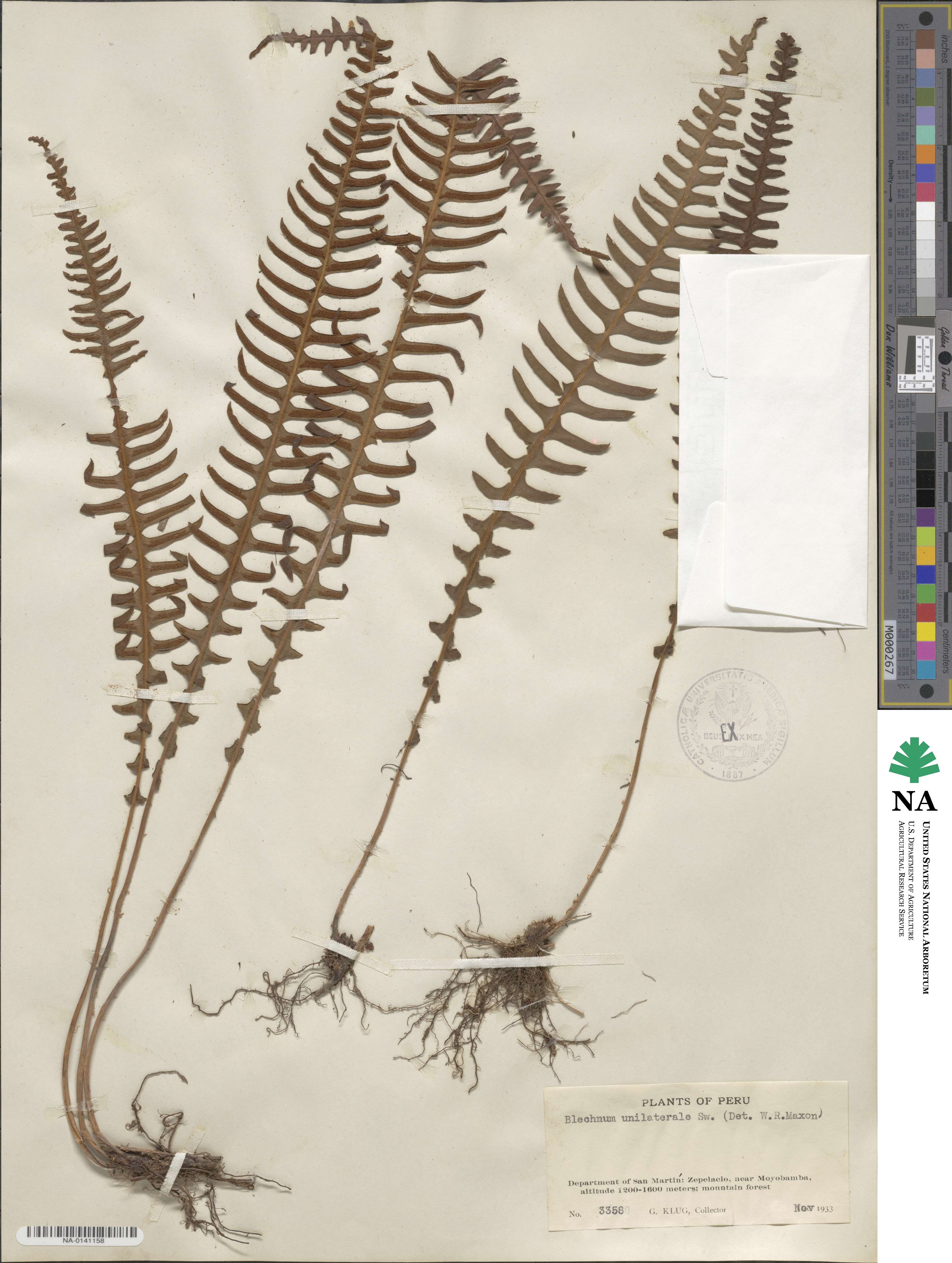 Blechnum polypodioides image