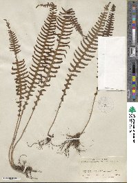 Blechnum polypodioides image