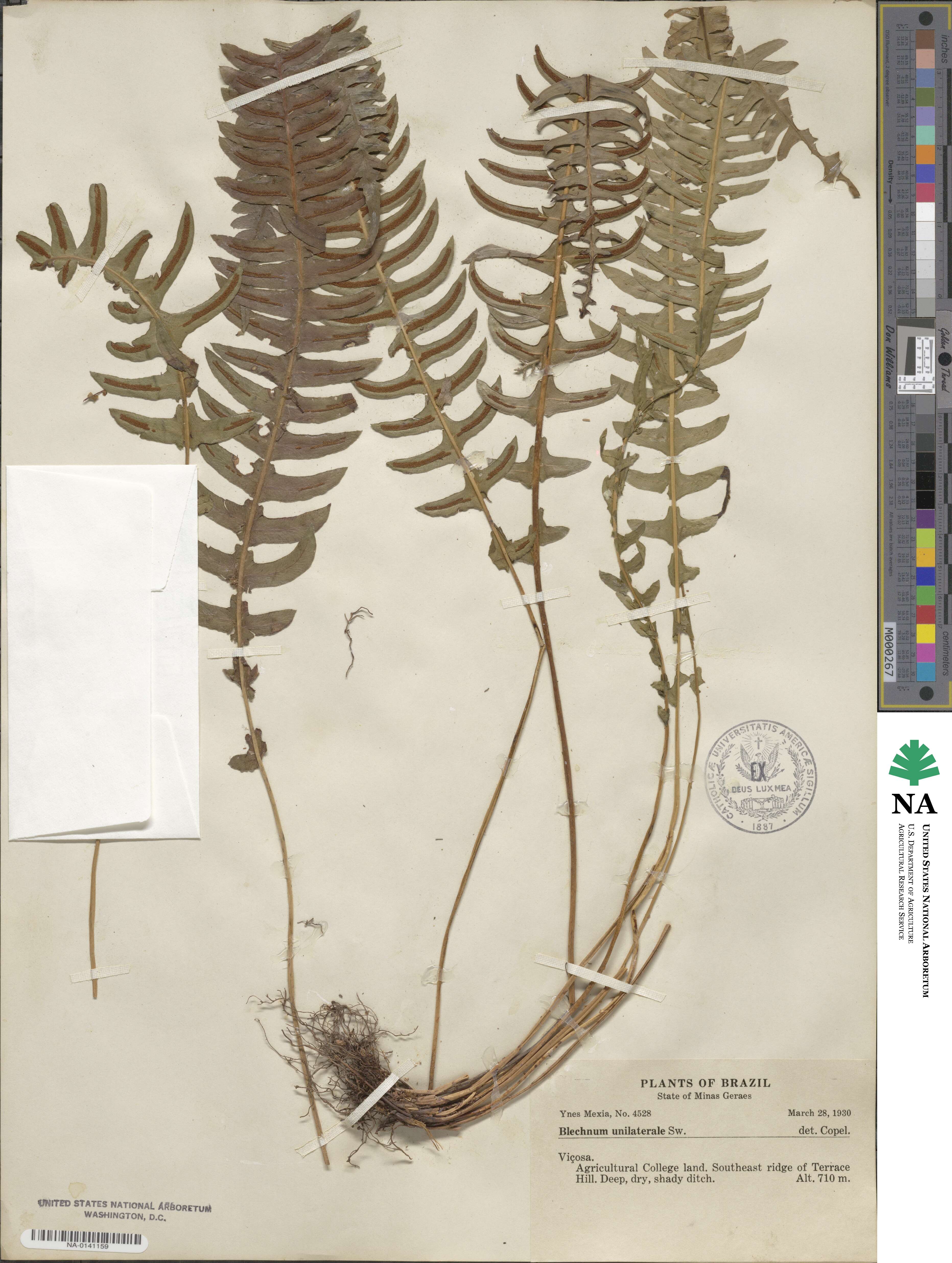 Blechnum image