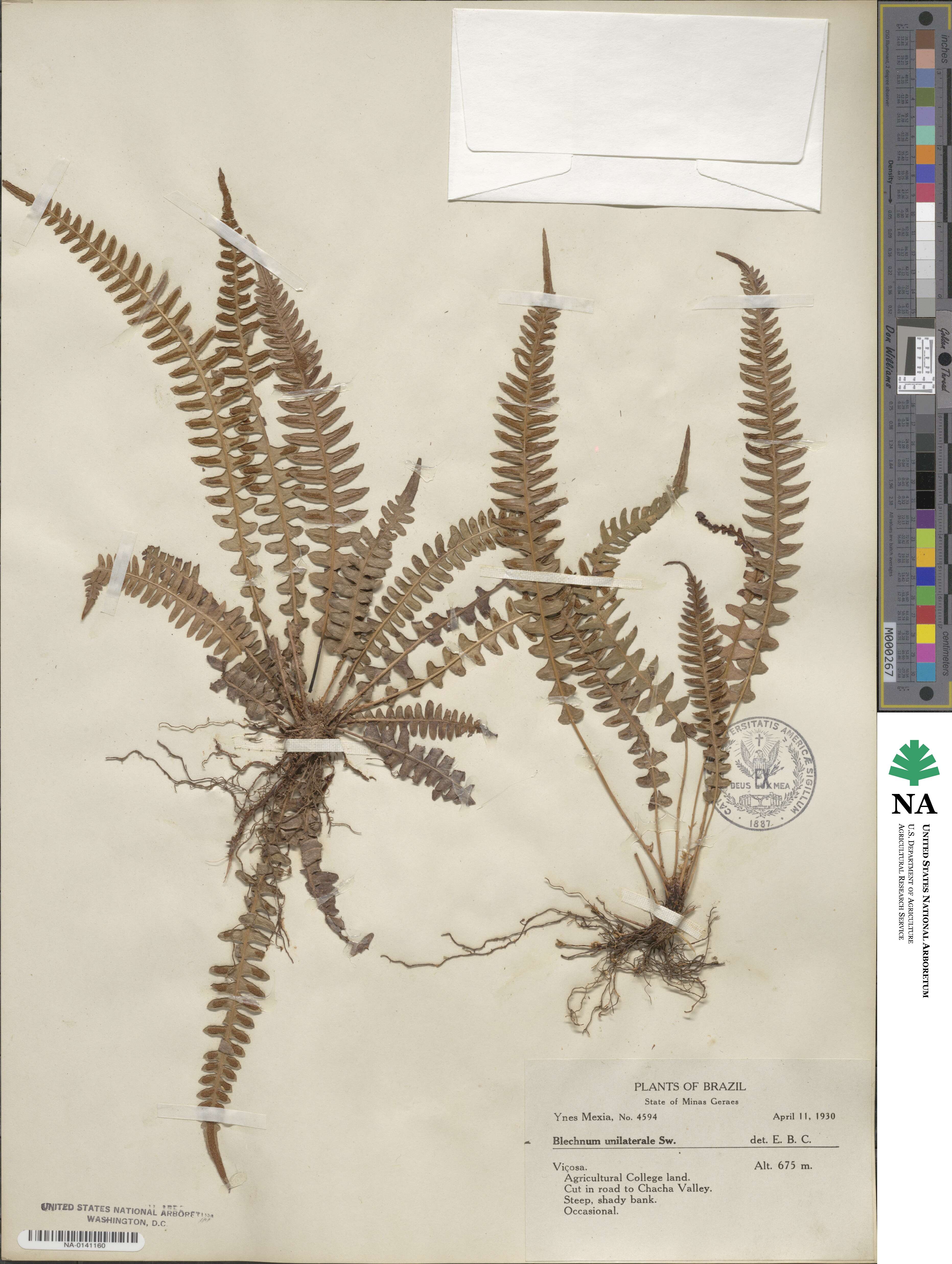 Blechnum polypodioides image