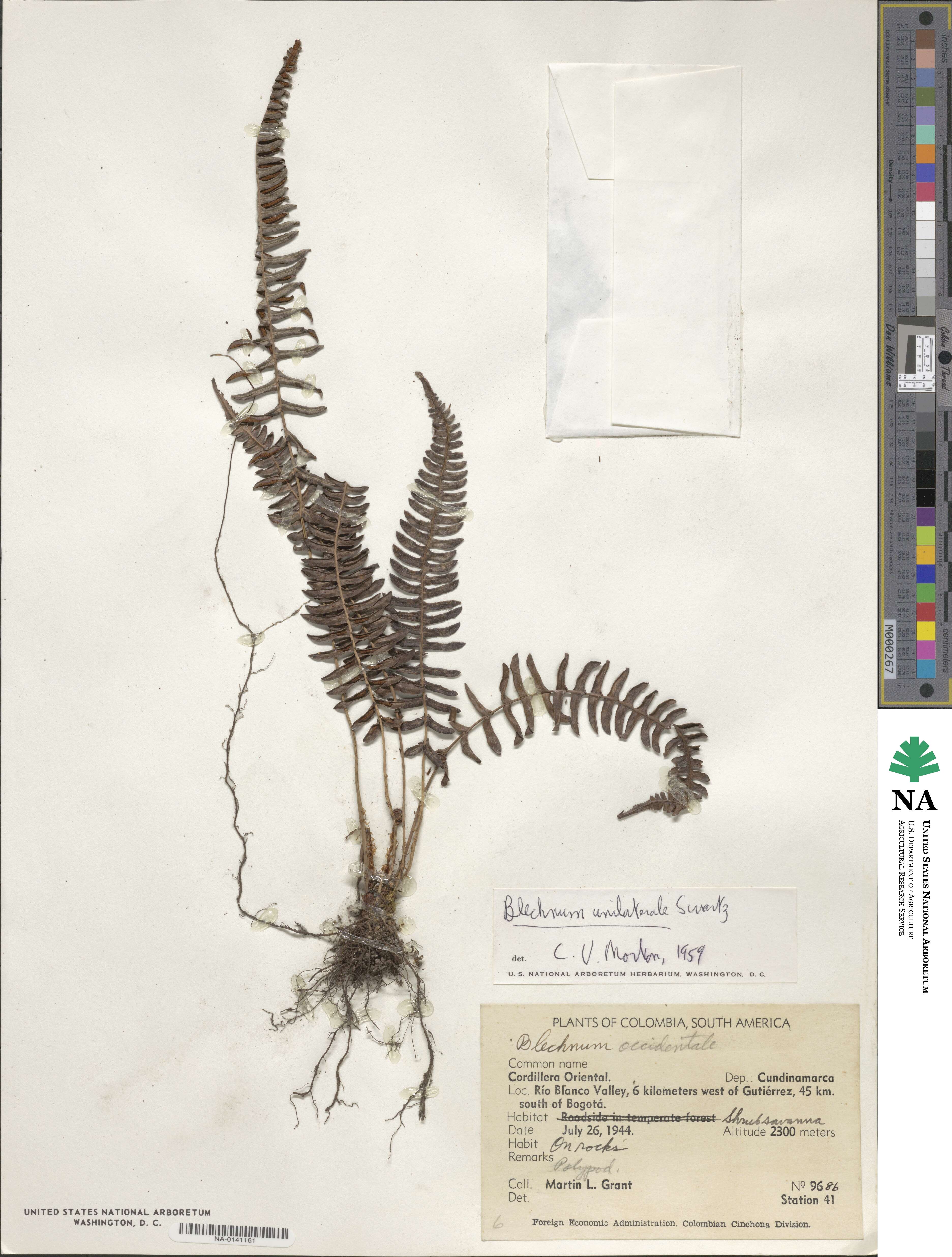 Blechnum polypodioides image