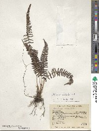 Blechnum polypodioides image