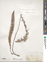 Struthiopteris spicant image