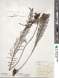 Struthiopteris spicant image