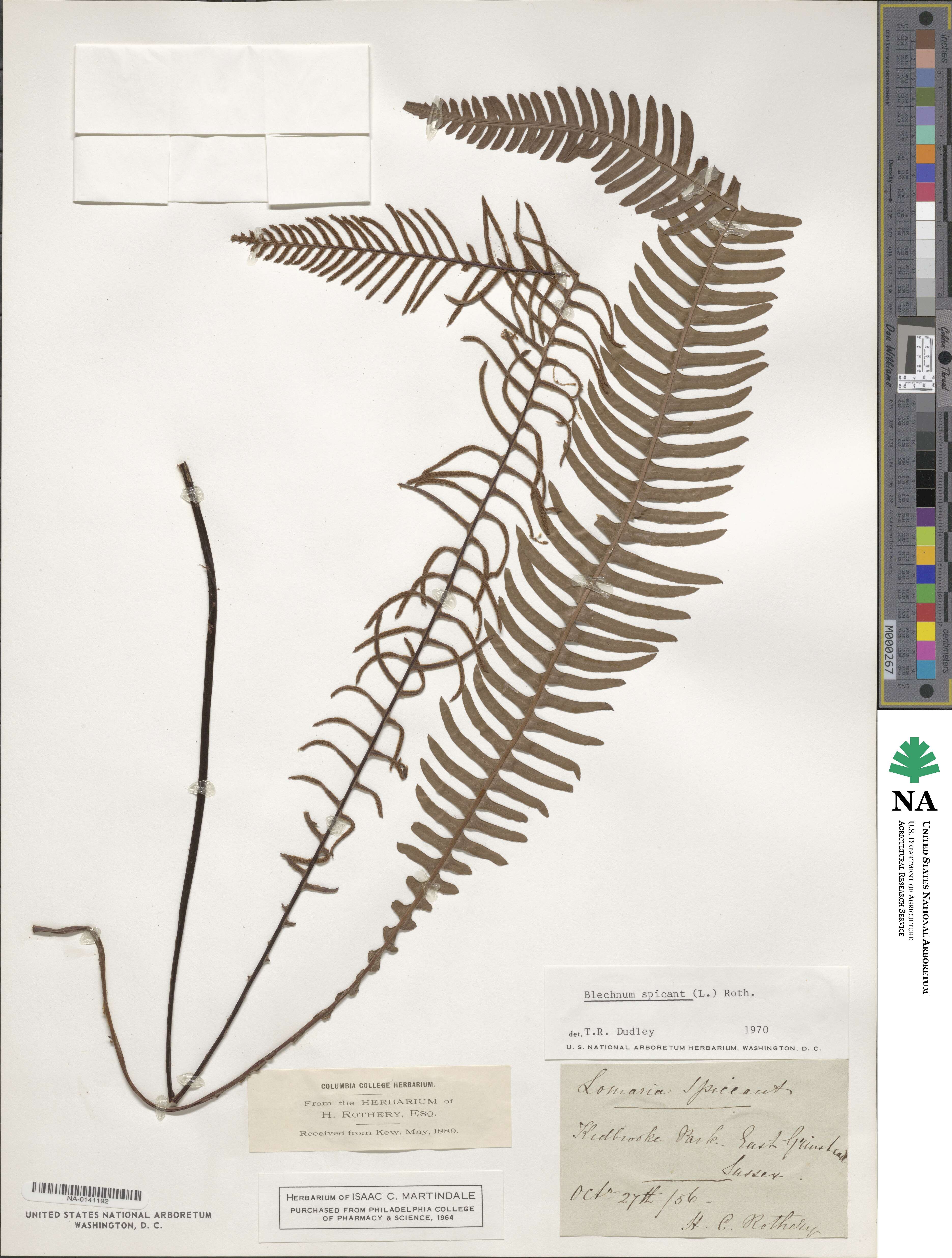 Struthiopteris spicant image