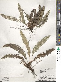 Spicantopsis amabilis image