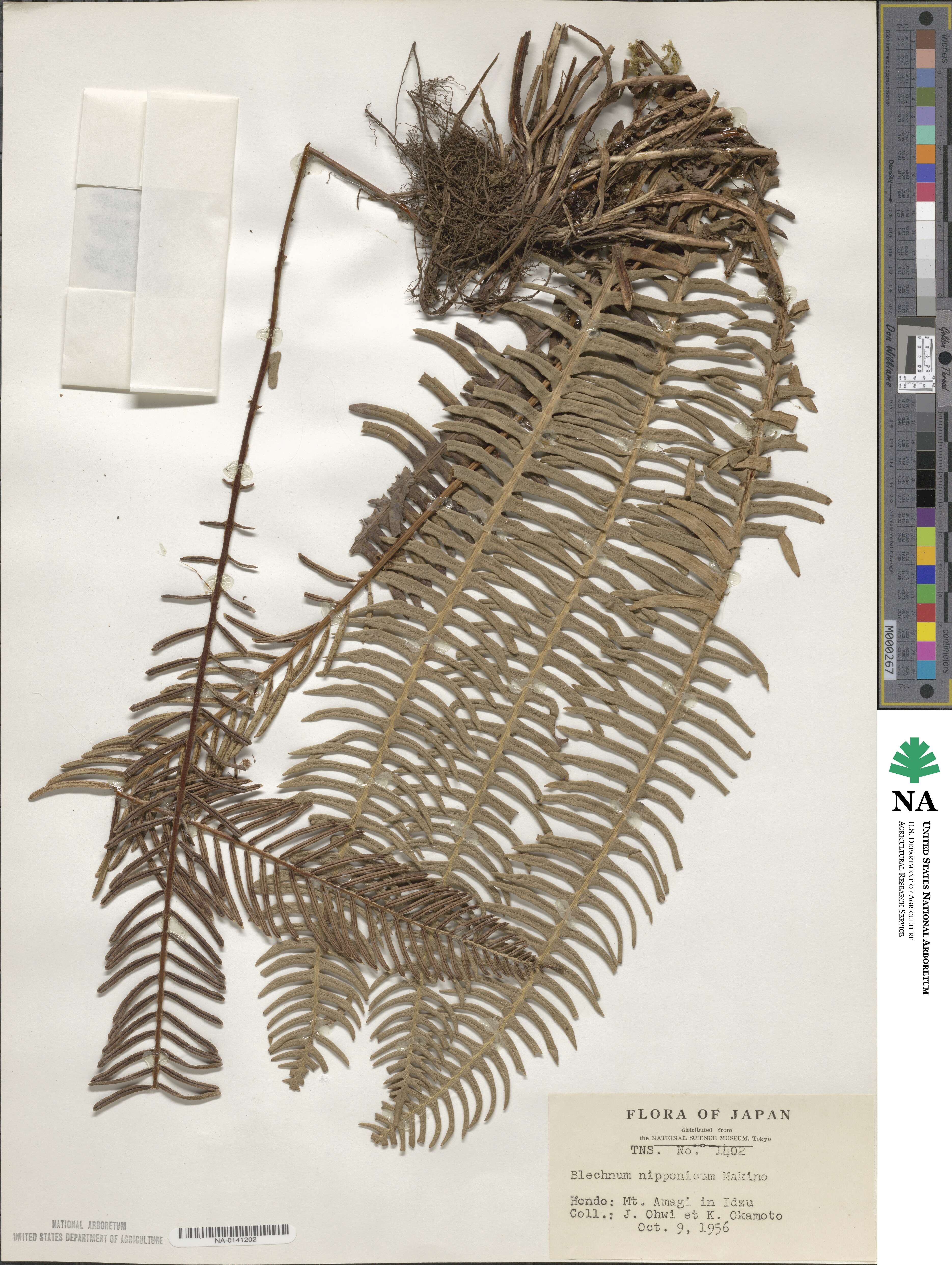 Spicantopsis niponica image