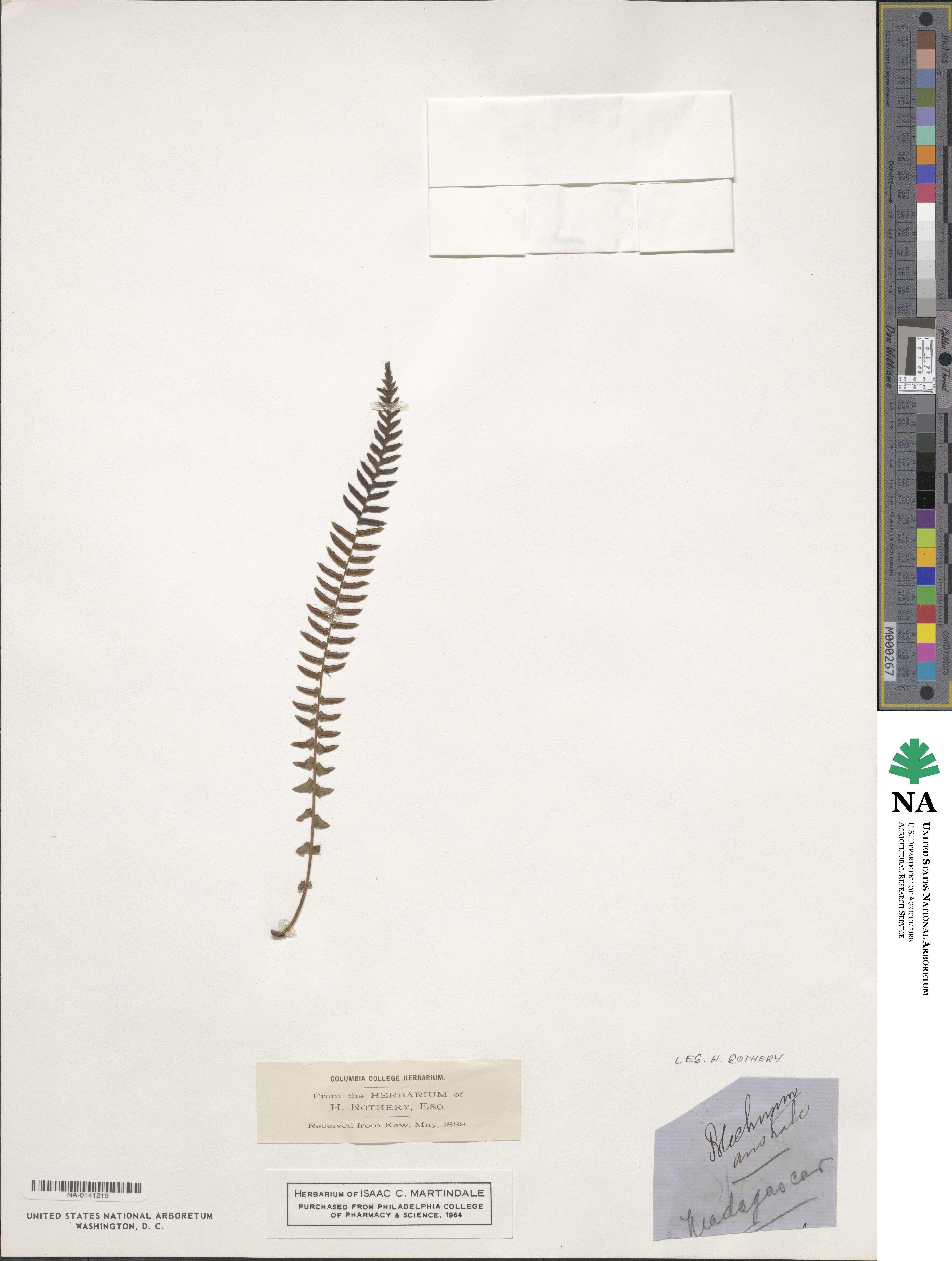 Blechnum australe image