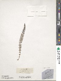 Image of Blechnum australe