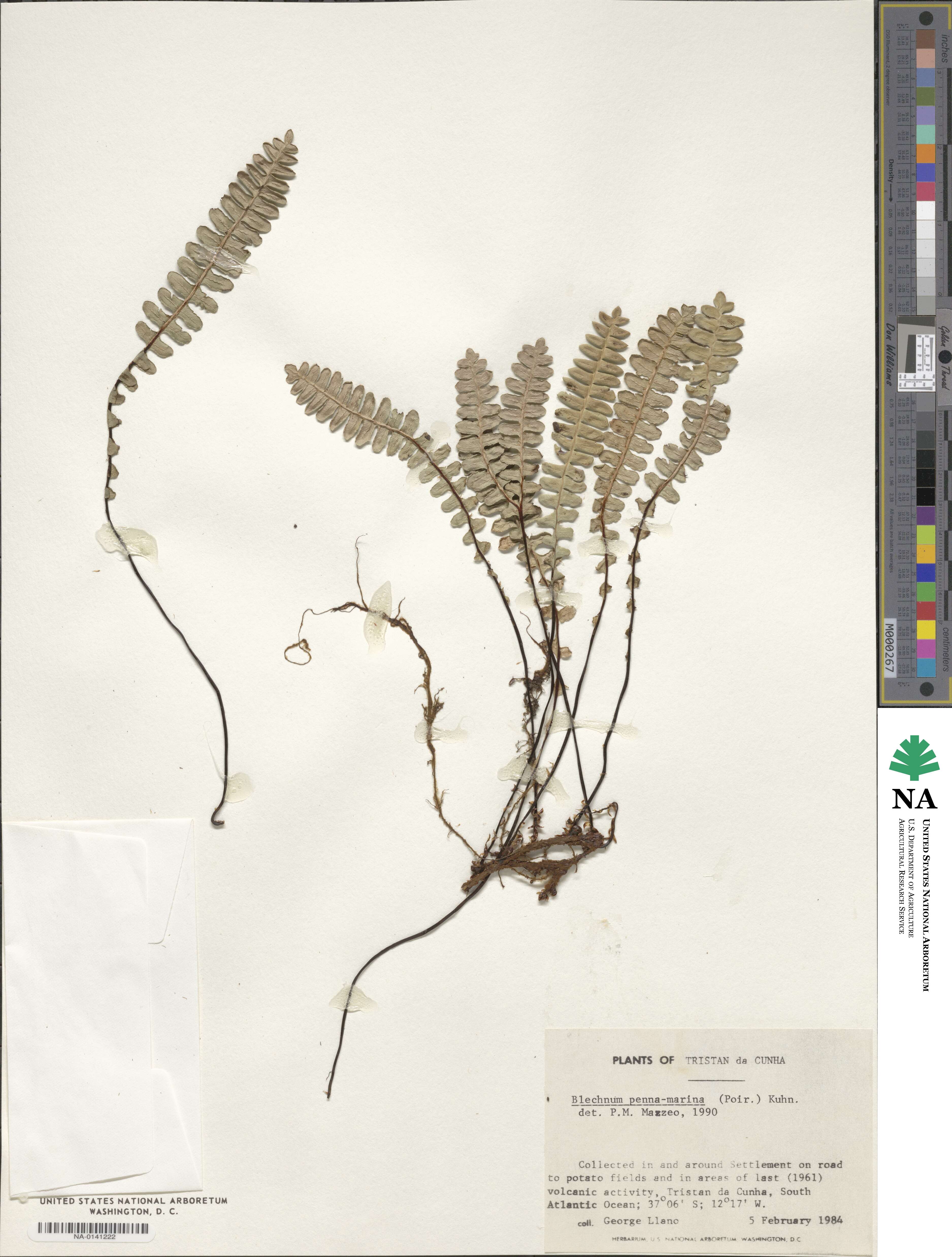 Austroblechnum penna-marina image