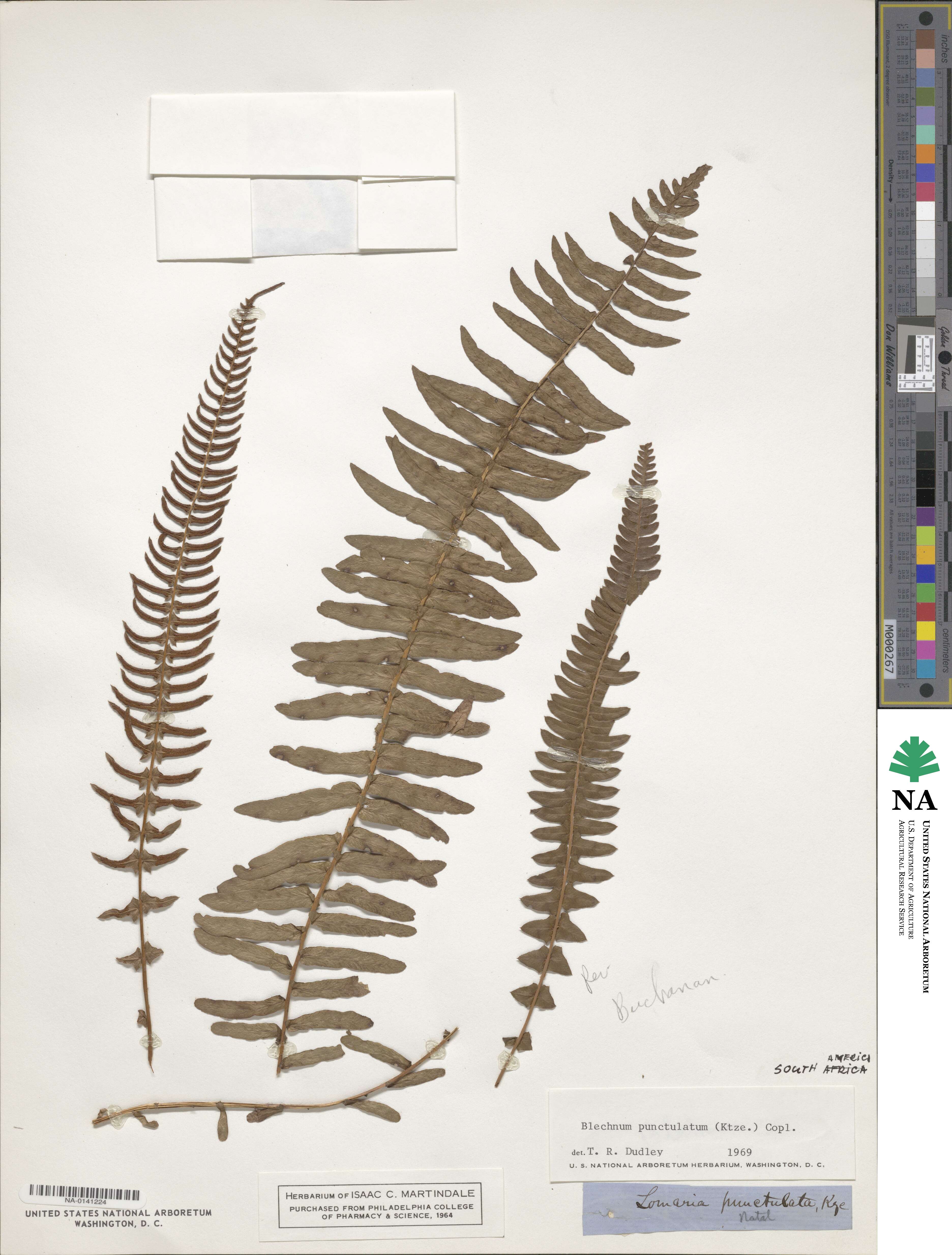 Blechnum punctulatum image