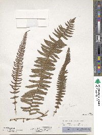 Image of Blechnum punctulatum