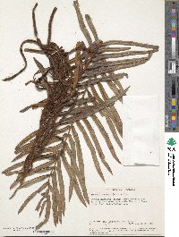 Lomariocycas tabularis image