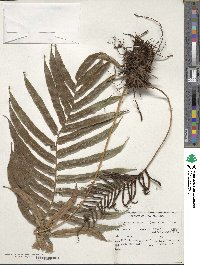 Blechnum capense image