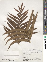 Blechnum capense image