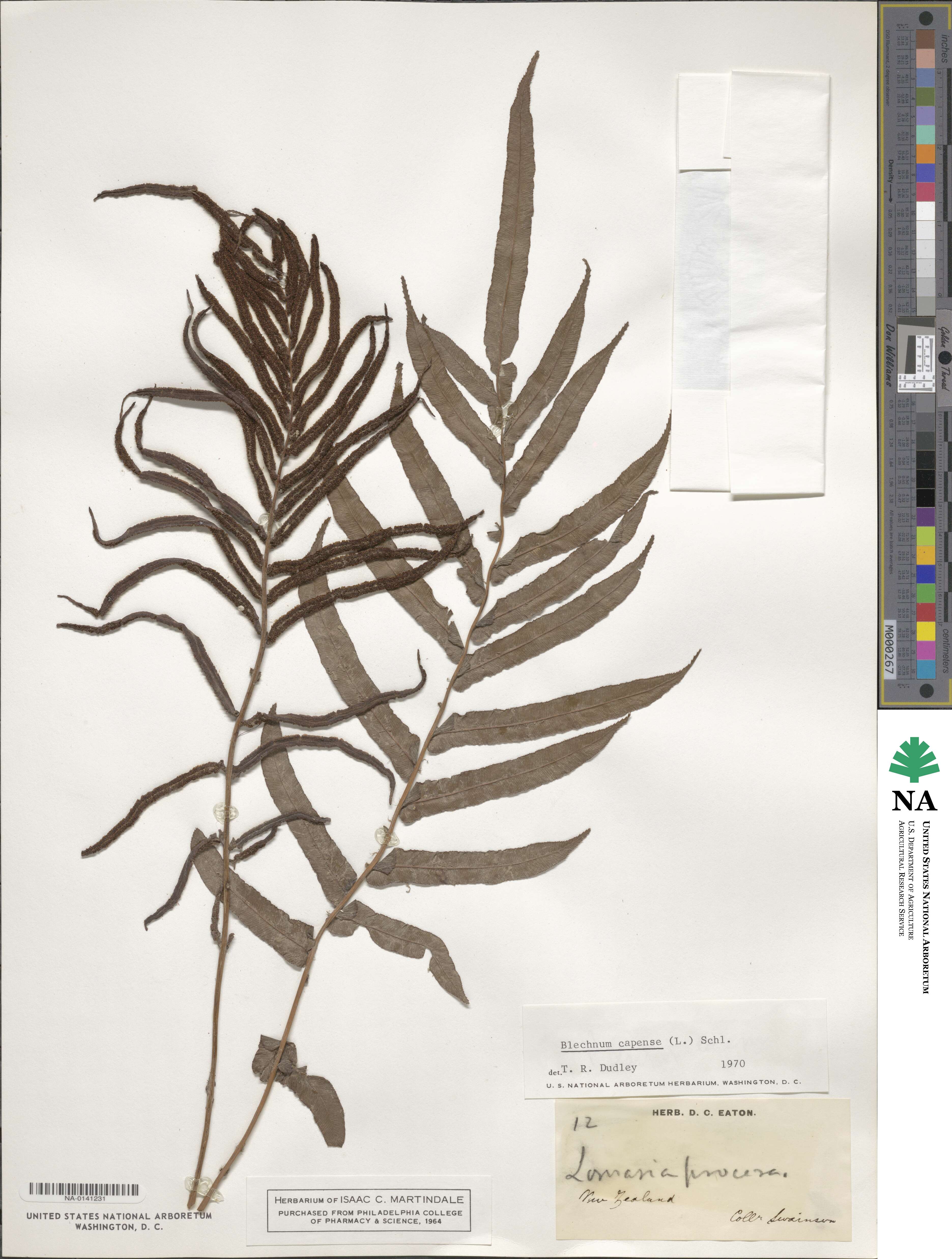 Blechnum capense image