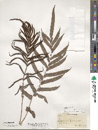 Blechnum capense image